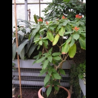 Aphelandra sinclairiana (fam. Acanthacees) (Am. centrale) (2)